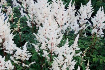 Астильба гибридная Рок энд Ролл Astilbe hybrida Rock and Roll