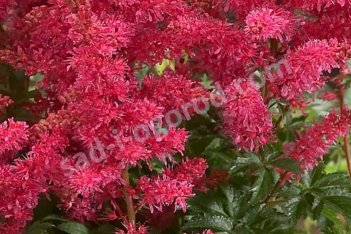 Астильба Юник Кармин Astilbe Younique Carmine