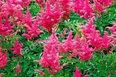 Астильба Юник Сериз Astilbe Younique Cerise