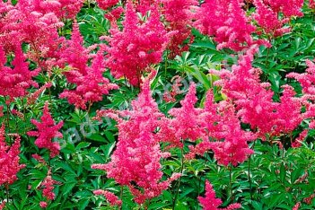 Астильба Юник Сериз Astilbe Younique Cerise