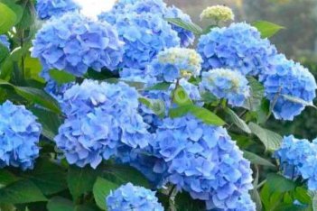 Гортензия широколистная Эндлесс Саммер Ориджинал Блю Hydrangea macrophylla Endless Summer ® The Original® Blue