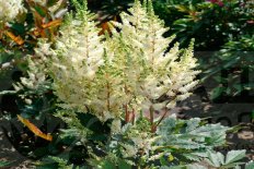 Астильба Юник Уайт Astilbe Younique White