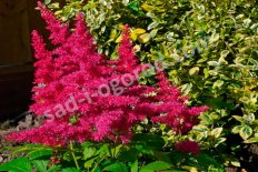 Астильба Драм энд Басс Astilbe hybrida Drum and Bass