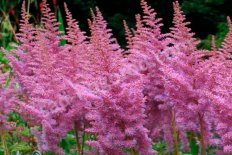 Астильба китайская Харт энд Соул Astilbe chinensis Heart and Soul