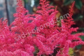 Астильба китайская Лав энд Прайд Astlbe chinensis Love and Pride