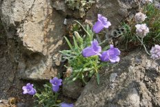 Колокольчик приальпийский Campanula alpestris