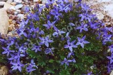 Колокольчик гарганский Campanula garganica