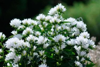 Колокольчик скученный Шнеекроне / Краун оф Сноу Campanula glomerata Schneekrone / Crown of Snow