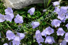 Колокольчик ложечницелистный Campanula cochleariifolia