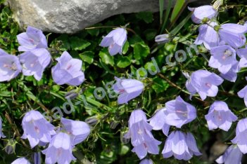 Колокольчик ложечницелистный Campanula cochleariifolia