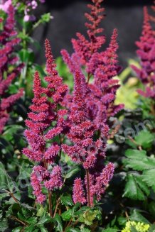 Астильба китайская Вижн ин Ред Astilbe chinensis Vision in Red
