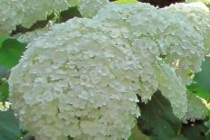 Гортензия древовидная Инкредибол Hydrangea arborescens Incrediball
