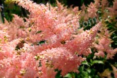 Астильба японская Пич Блоссом Astilbe japonica Peach Blossom