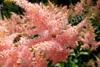 Астильба японская Пич Блоссом Astilbe japonica Peach Blossom