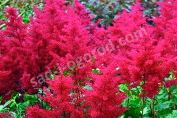 Астильба японская Монтгомери Astilbe japonica Montgomery
