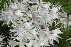 Гвоздика песчаная Dianthus arenarius