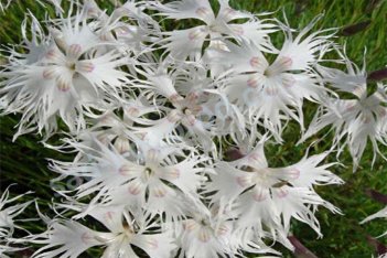Гвоздика песчаная Dianthus arenarius
