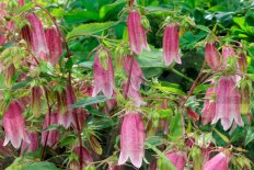 Колокольчик точечный Такесима Элизабет Campanula punctata takesimana Elisabeth