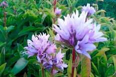 Колокольчик скученный Эмеральд Campanula glomerata Emerald