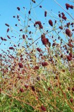 Кровохлебка лекарственная Sanguisorba officinalis