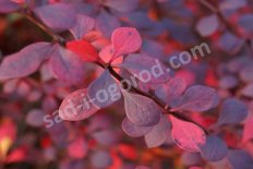 Барбарис Тунберга Атропурпуреа Berberis thunbergii Atropurpurea