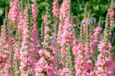Дербенник иволистный Блаш Lythrum salicaria Blush