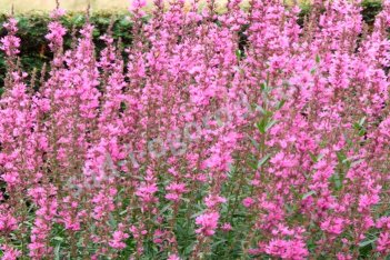 Дербенник иволистный Леди Сэквилл Lythrum salicaria Lady Sackville