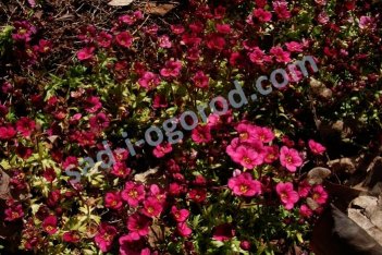 Камнеломка Арендса Карпет Перпл Роуб Saxifraga arendsii Carpet Purple Robe