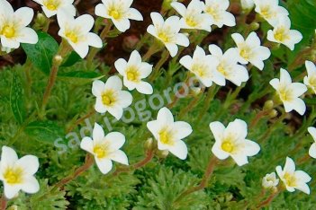 Камнеломка Арендса Карпет Уайт Saxifraga arendsii Carpet White