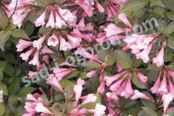 Вейгела цветущая Пурпуреа Weigela florida purpurea