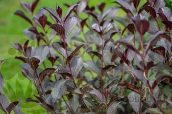 Вейгела цветущая Пурпуреа Weigela florida purpurea