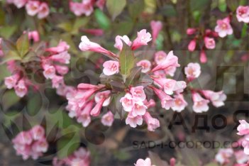 Вейгела цветущая Пурпуреа Weigela florida purpurea