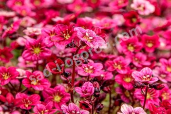 Камнеломка Арендса Марто Роуз Saxifraga arendsii Marto Rose