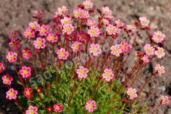Камнеломка Арендса Питер Пэн Saxifraga arendsii Peter Pan