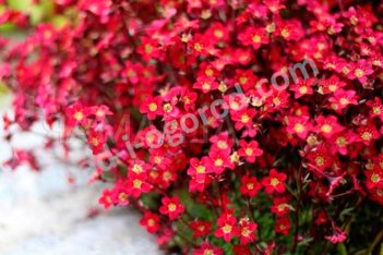 Камнеломка Арендса Рокис Ред Saxifraga arendsii Rockies Red