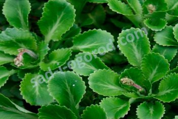 Камнеломка городская Saxifraga urbium