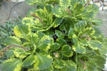 Камнеломка городская Вариегата Saxifraga urbium Variegata