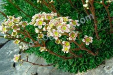 Камнеломка метельчатая Saxifraga paniculata