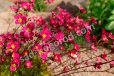 Камнеломка Арендса Хайландер Ред Saxifraga arendsii Highlander Red