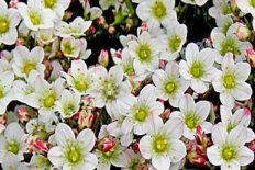 Камнеломка Арендса Хайлендер Уайт Saxifraga arendsii Highlander white