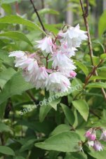 Дейция Deutzia white