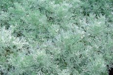 Полынь Шмидта Нана Artemisia schmidtiana Nana