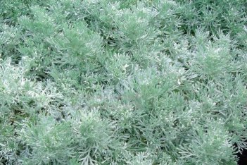 Полынь Шмидта Нана Artemisia schmidtiana Nana