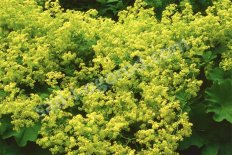 Манжетка мягкая Айриш Силк Йеллоу Alchemilla mollis Irish Silk Yellow