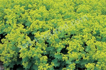 Манжетка мягкая Триллер Йеллоу Alchemilla mollis Thriller Yellow