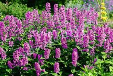 Котовник жилковатый Пинк Кэт Nepeta nervosa Pink Cat