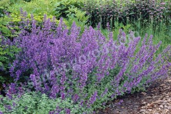 Котовник Фассена Сикс Хиллс Джайант Nepeta fassenii Six Hills Giant
