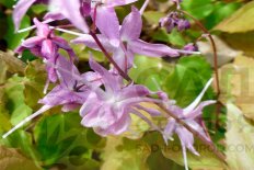 Горянка крупноцветковая Лилафи Epimedium grandiflora Lilafee