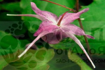 Горянка крупноцветковая Лилафи Epimedium grandiflora Lilafee