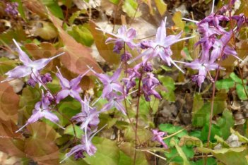 Горянка крупноцветковая Лилафи Epimedium grandiflora Lilafee